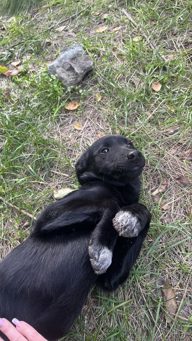 безкоштовно цуцики