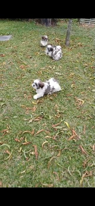 Shih tzu macho puro