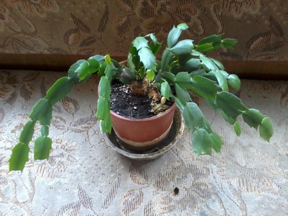 продам цветок комнатный рождественик