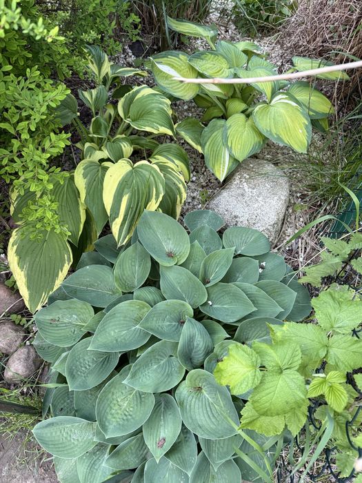 Hosta funkia roslina ogrodowa