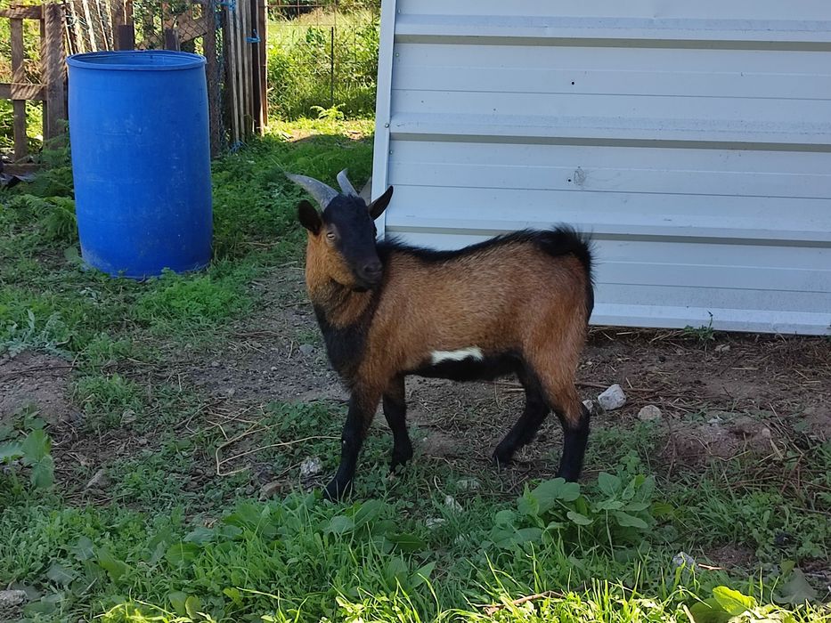 Cabrito Anão com 8 Meses