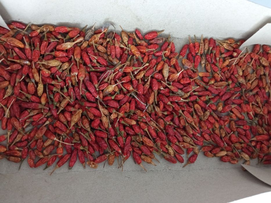 Planto e vendo malagueta picante