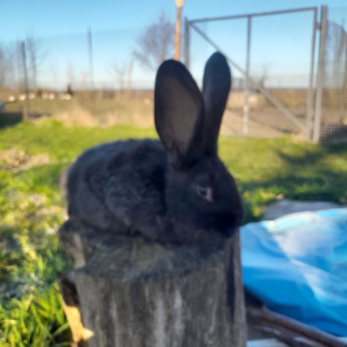 Królik olbrzym belgijski