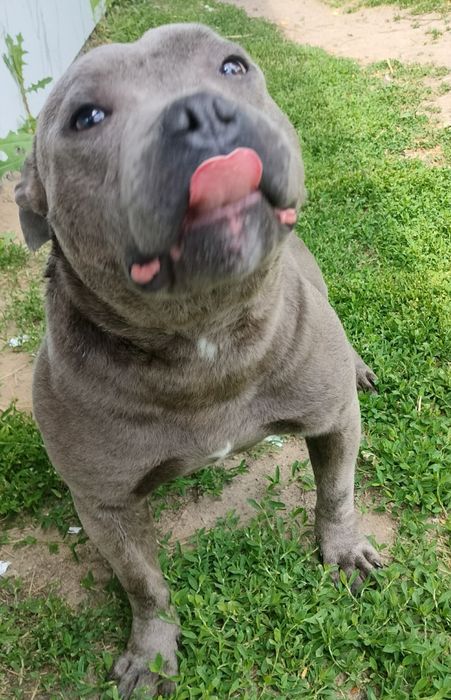 Reproduktor/krycie Staffordshire Bull terrier