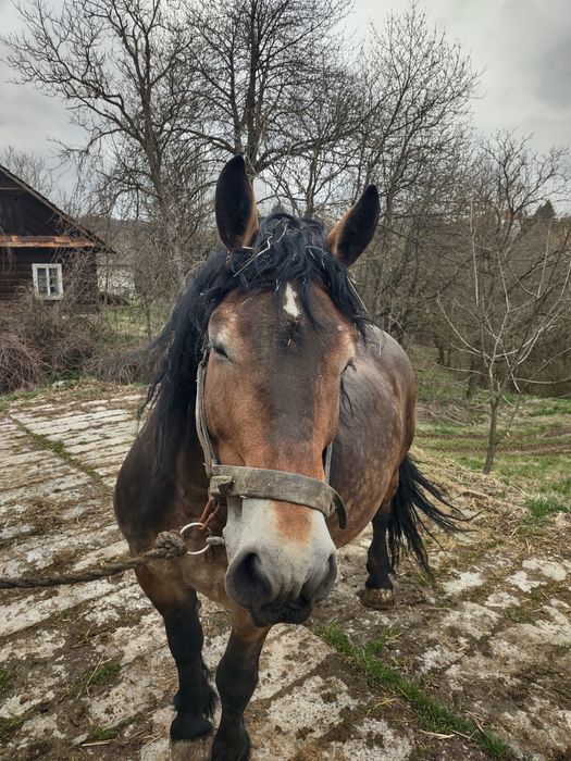 Klacz zimno krwista