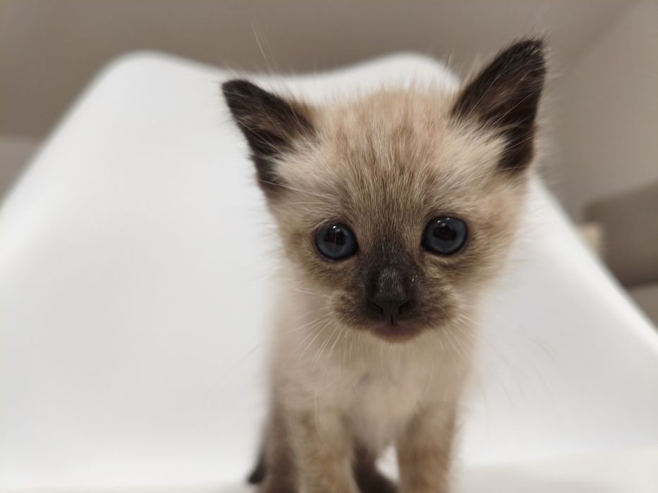 Gatinho para adoção responsável
