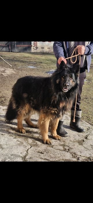 Owczarek niemiecki długowłosy