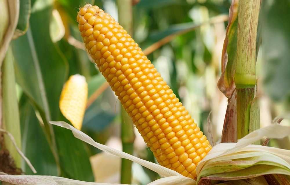 Kukurydza SM Finezja FAO