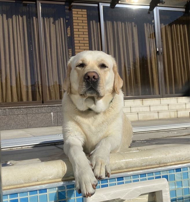 Лабрадор вязка, кобель