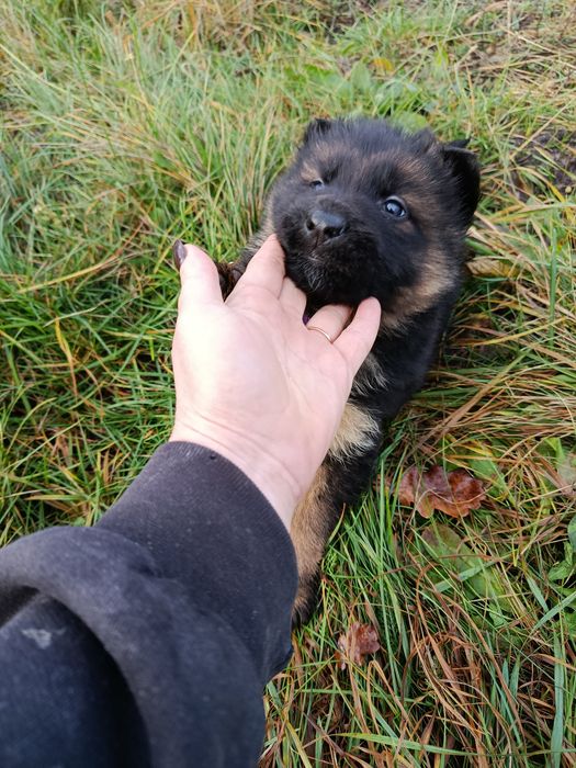 Німецька вівчарка