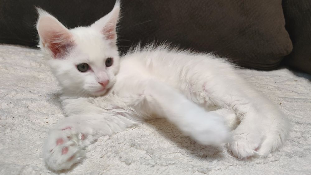 Кот Мейн Кун в белой шубке.