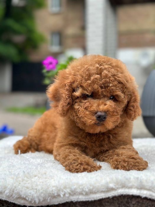 Vip class той пуделя