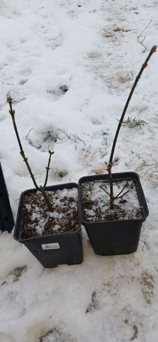 Бересклет крилатий