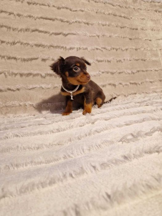 Rosyjski Toy ,piesek