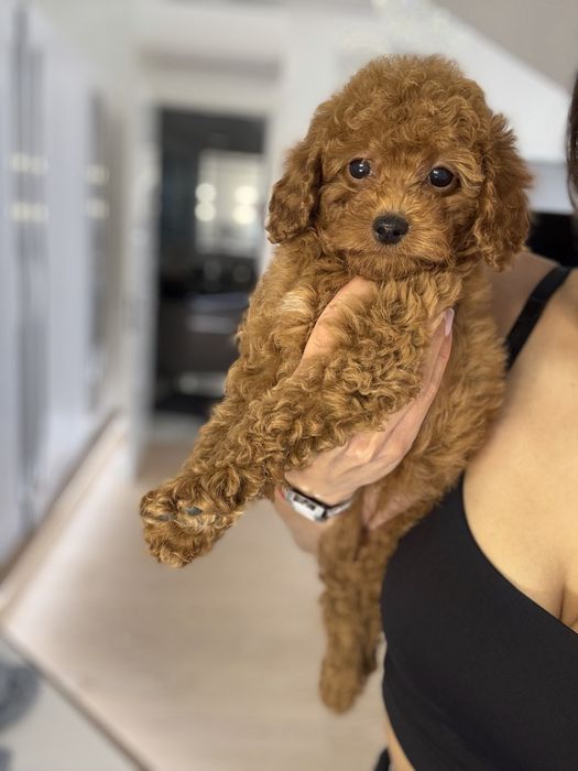 Той пудель мальчик ред браун