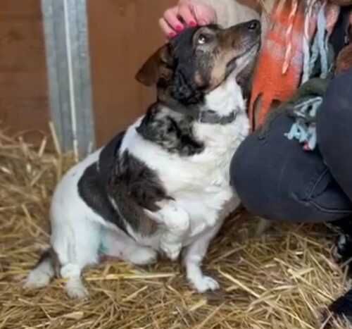 Łatek szuka nowego domu