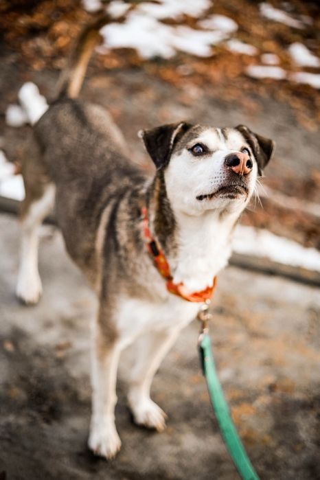 Uroczy Punto do adopcji i pokochania!