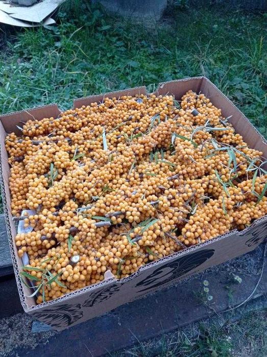 Облепиха обліпиха на веточках 10 тонн  ягода
