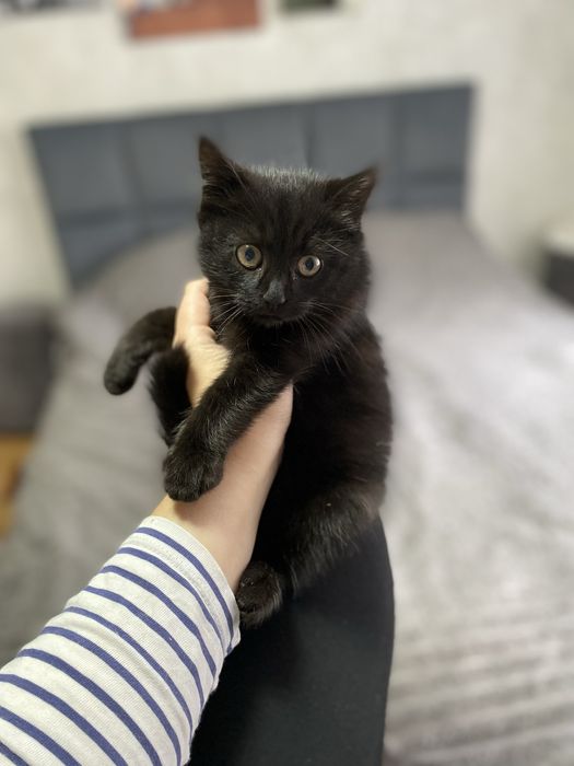 Віддам у добрі руки кицю кошення котика