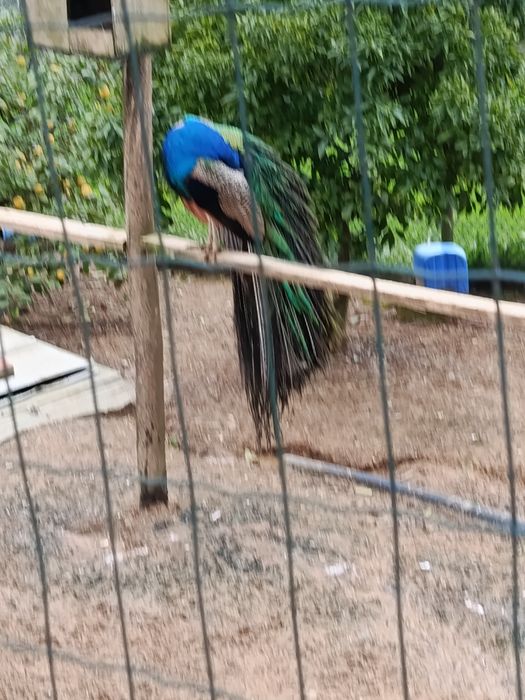 Pavões várias idades