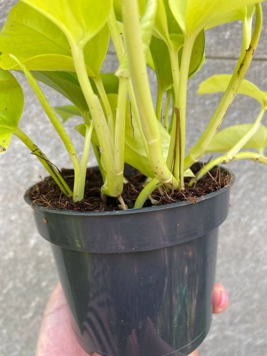 Епіпреміум Golden  Pothos/ Neon