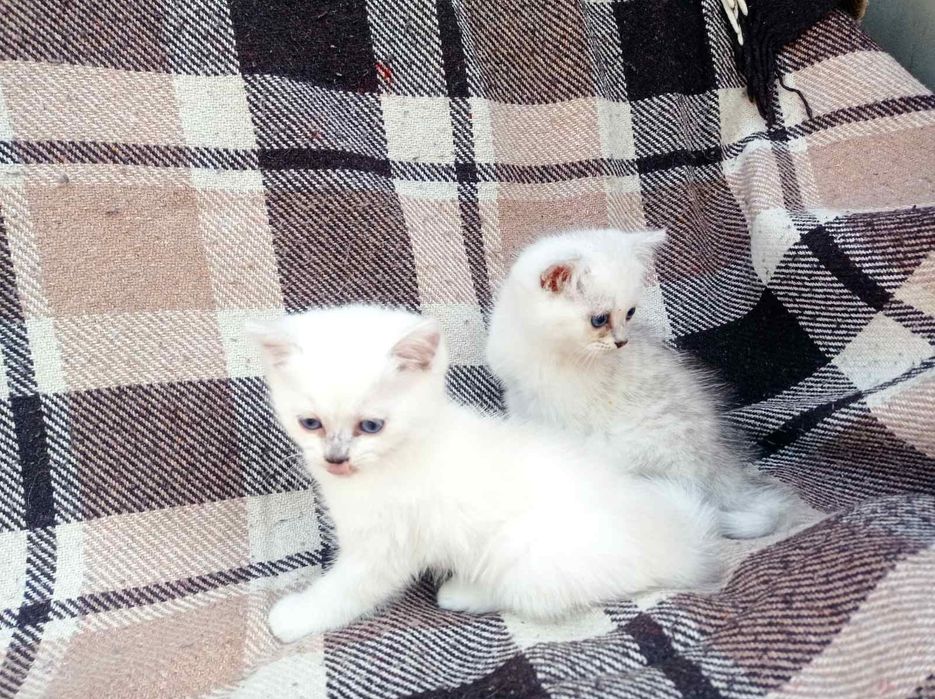Классные британцы,мальчики