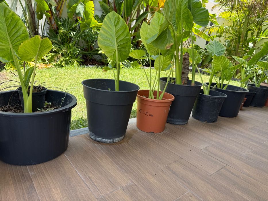 Plantas alocasia macrorrhiza