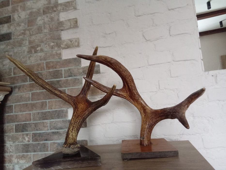 Продам Оленячі роги