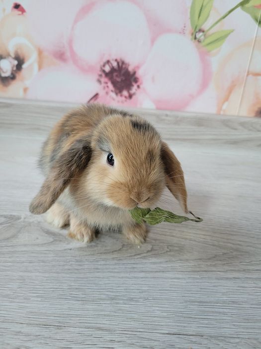 Króliki miniaturki
