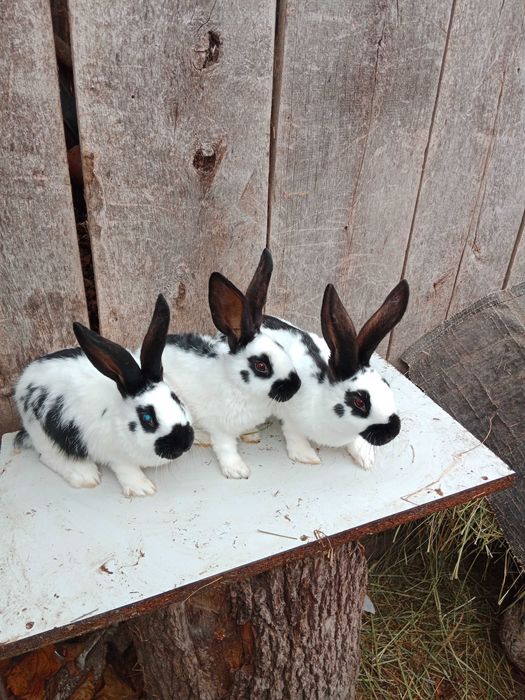 Młode srokacze po ładnych rodzycach