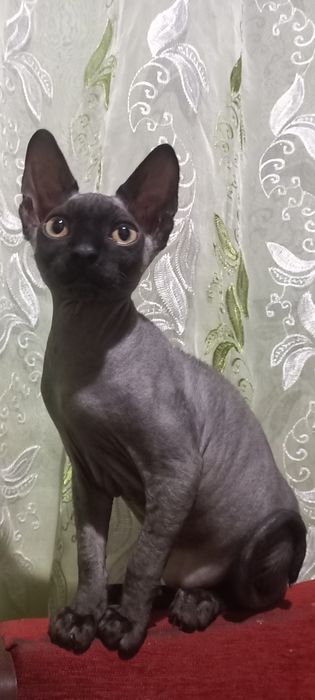 Продам Кота Свинкс Конадский!