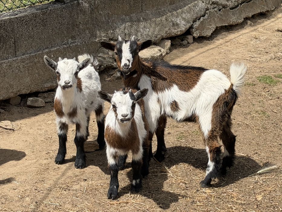 Cabras anas( femeas e machos)