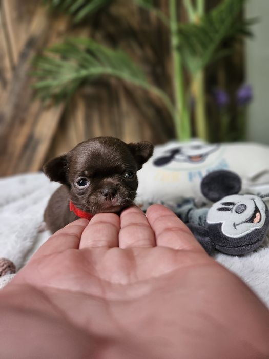 Chihuahua śliczna dziewczynka Dostępna