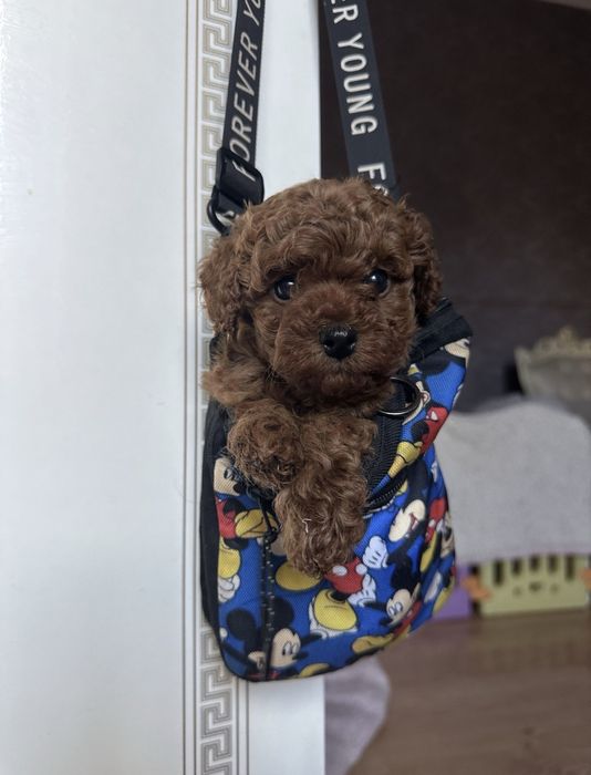 Той пудель Китай девочка ред браун