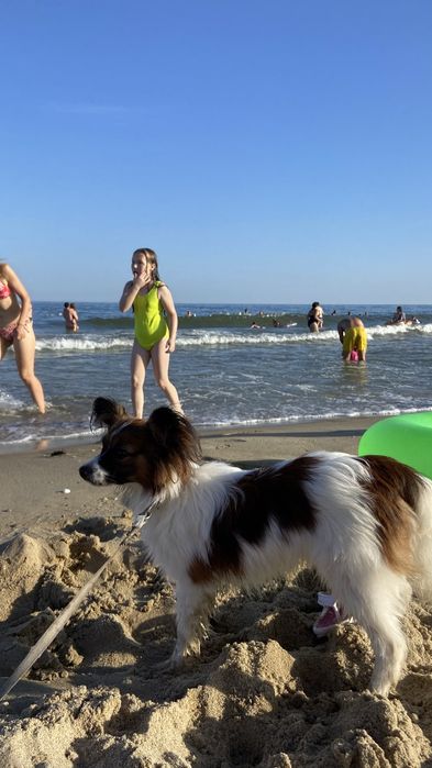 Запрошуєм на побачення, папійон