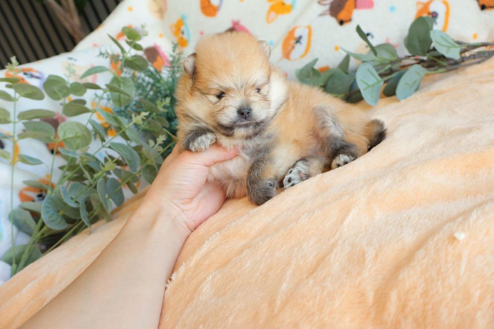 Lulu da Pomerânia.  Mini. Pedigree. Lop e Afixo Perfeito