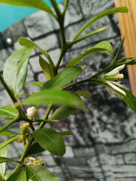 Цитрусовые укорененный черенок