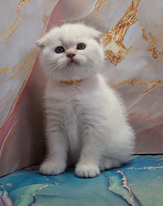 Яркие котики короткошёрстные