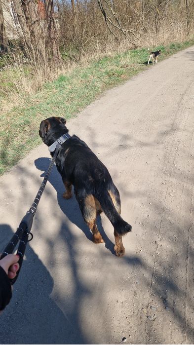 Rottweiler do adopcji!