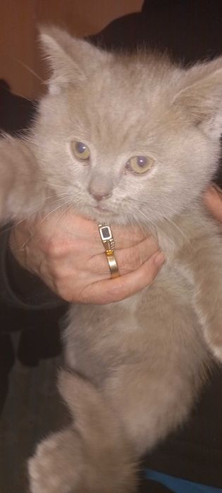 Котенок шотландский