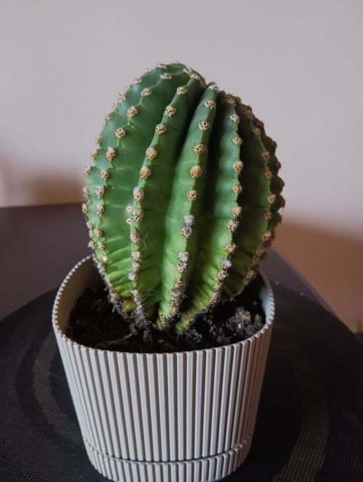 Кактус великий домашній