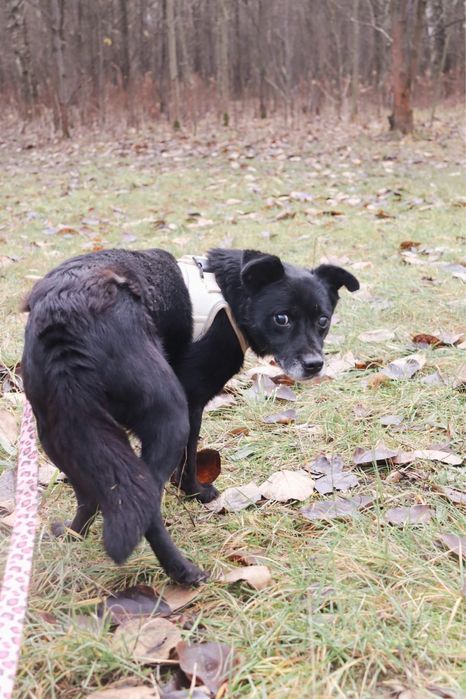 Maly Muffinek szuka domu