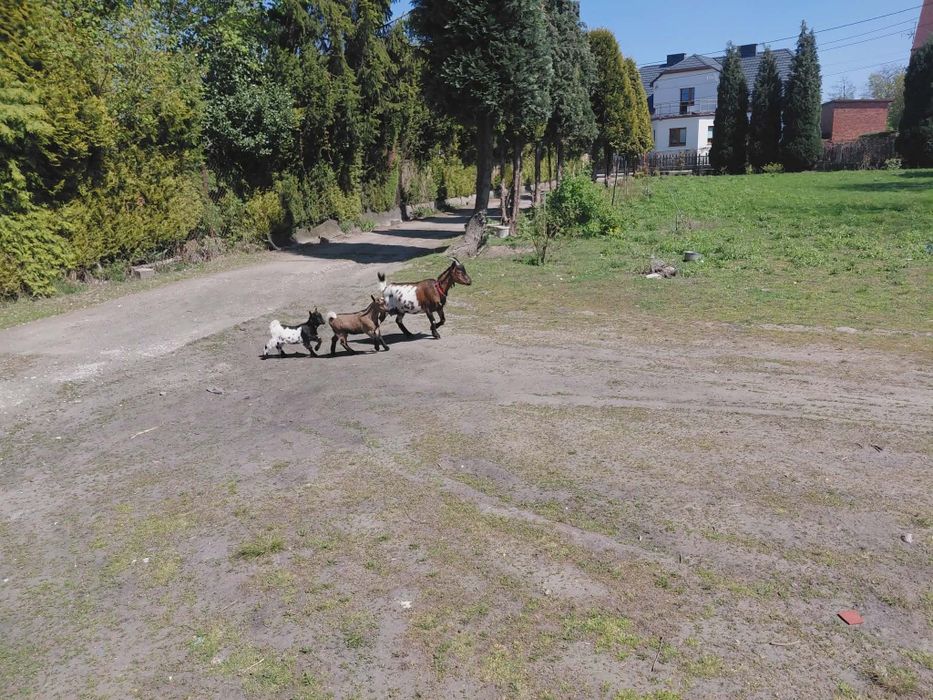 Mini koza polecam