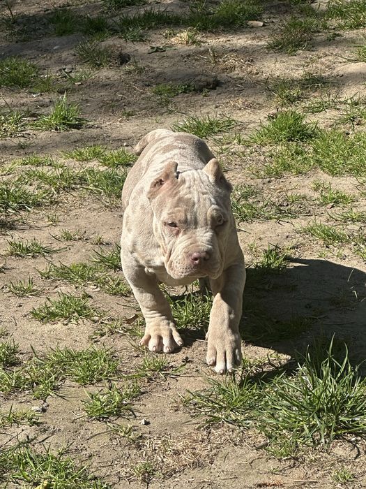 American bully xl