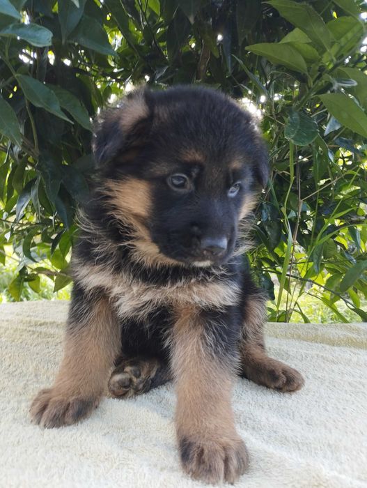 Cachorro Pastor Alemão.
