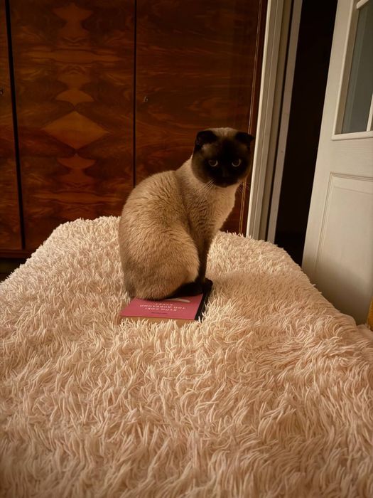 Продається сіамський котик