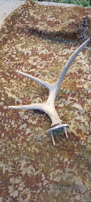 Роги оленя натуральні