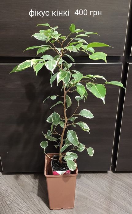 Австралийское чайное дерево Melaleuca  bracteata