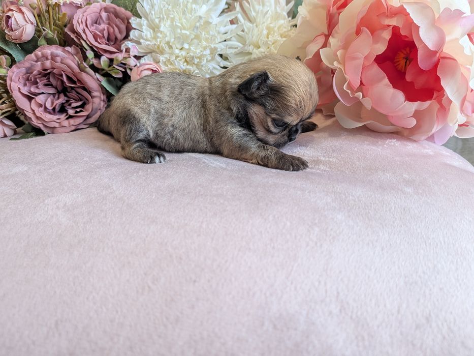 Chłopiec chihuahua