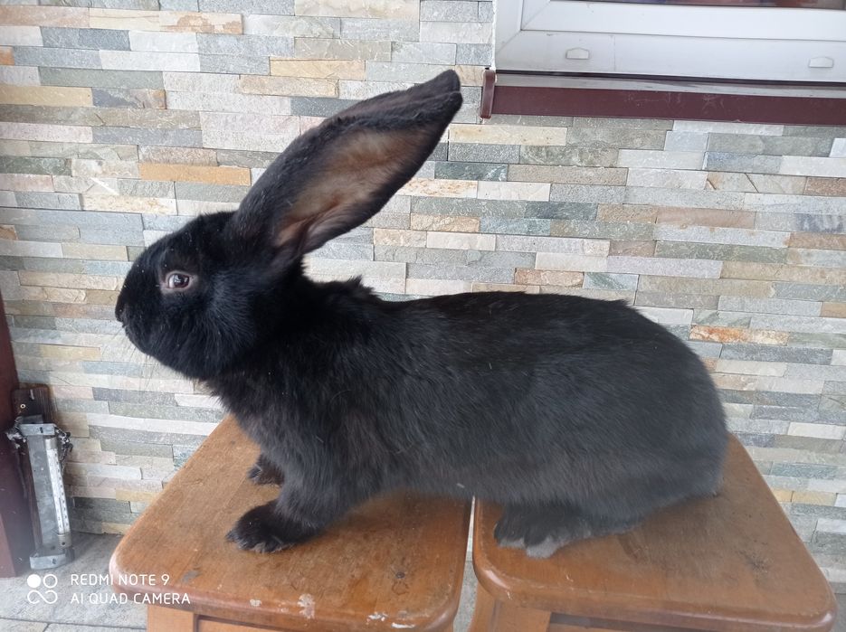 Belgijski Olbrzym Czarny